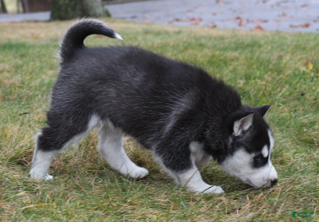 Siberian Husky dogs for sale: Willow - Ad 7