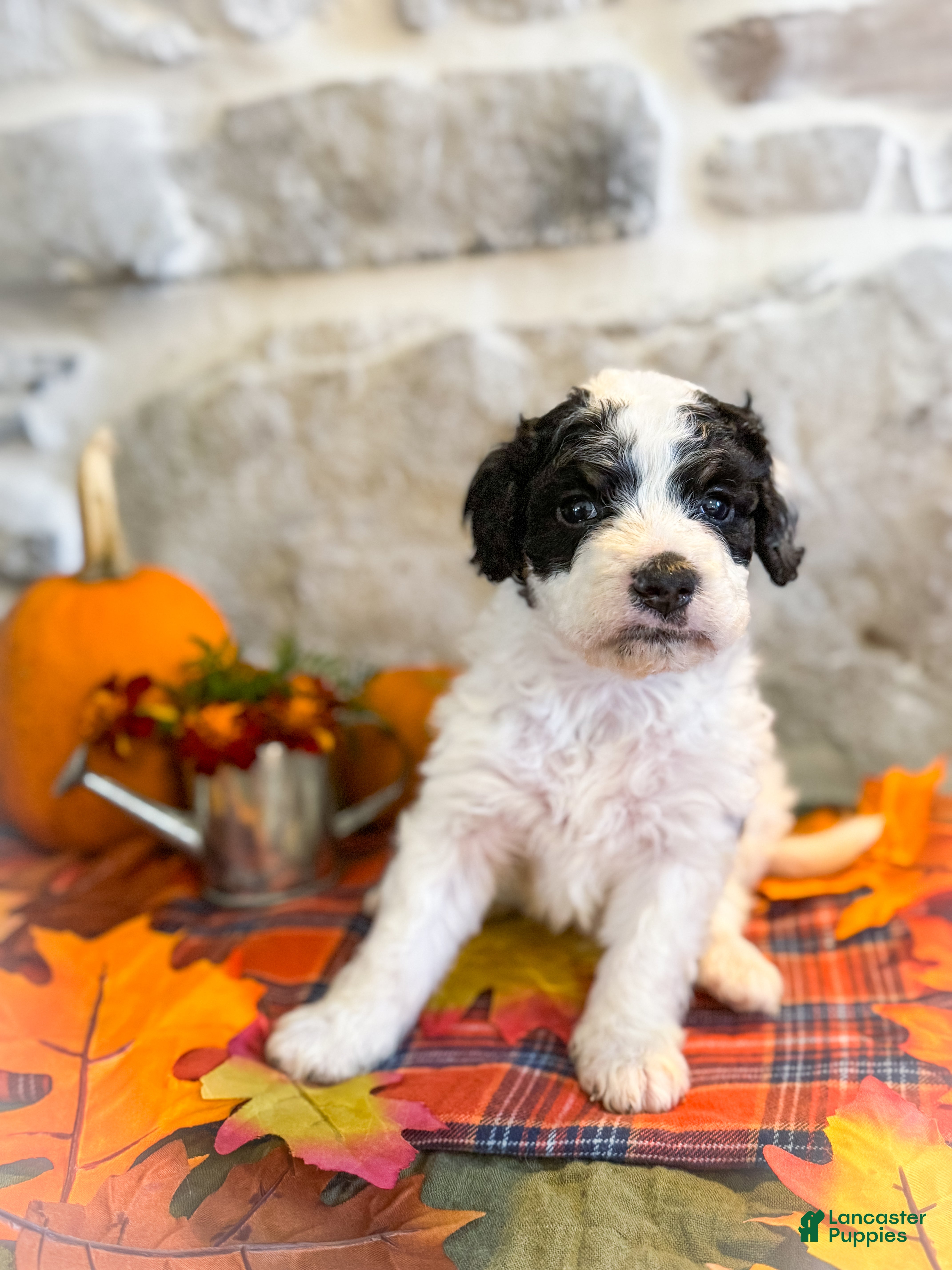 Mini Bernedoodle dogs Buster  - Ad 41