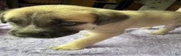 Mixed Breed dogs for sale: Scrud - Ad 11