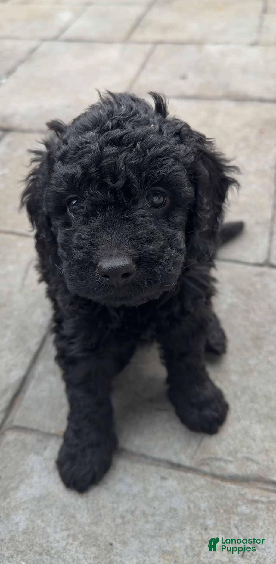 Mixed Breed dogs Mixed Breed Puppy 3 - Ad 18