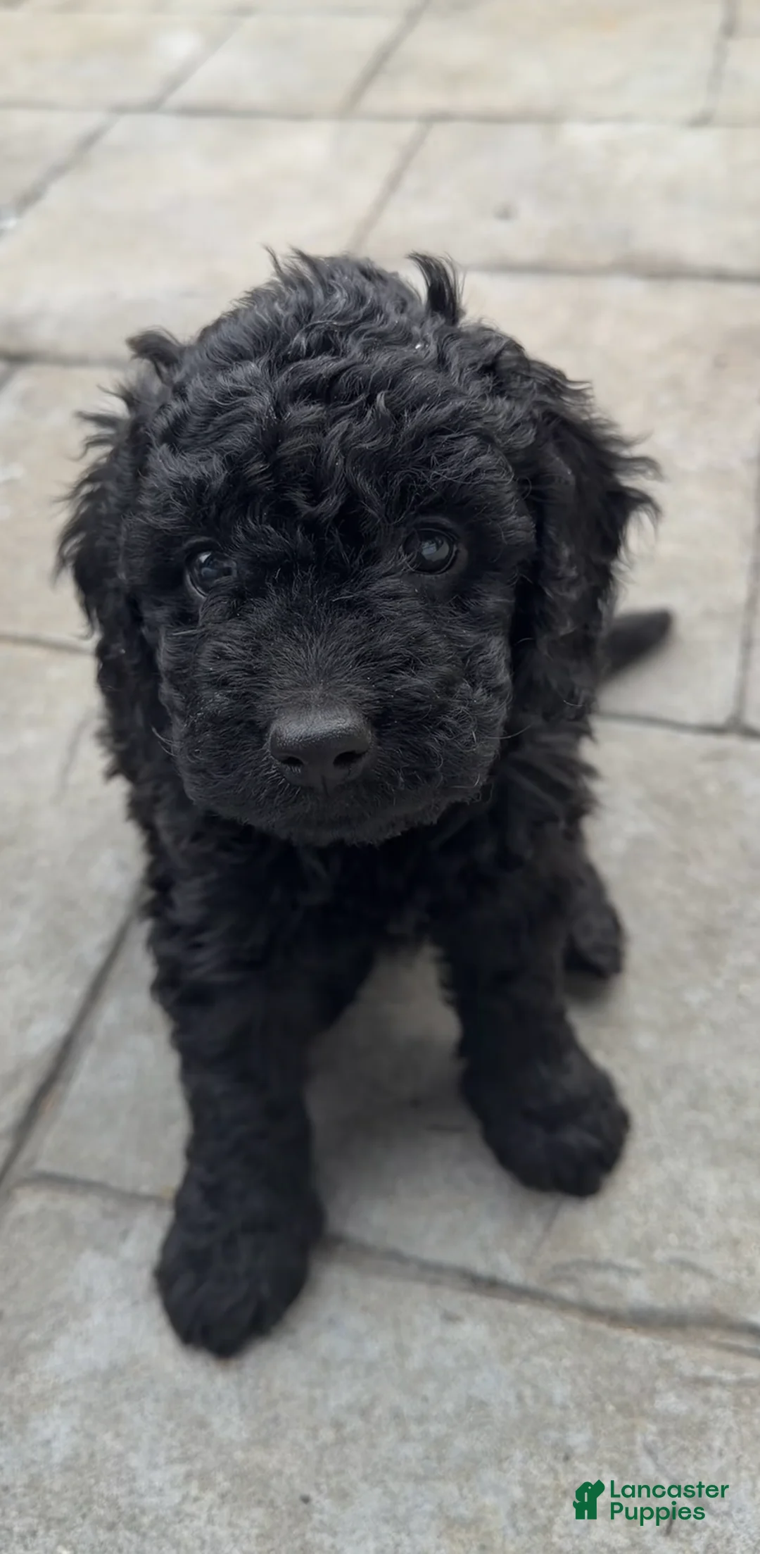 Mixed Breed dogs for sale: Mixed Breed Puppy 3 - Ad 1