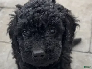 Mixed Breed dogs Mixed Breed Puppy 3 - Ad 18