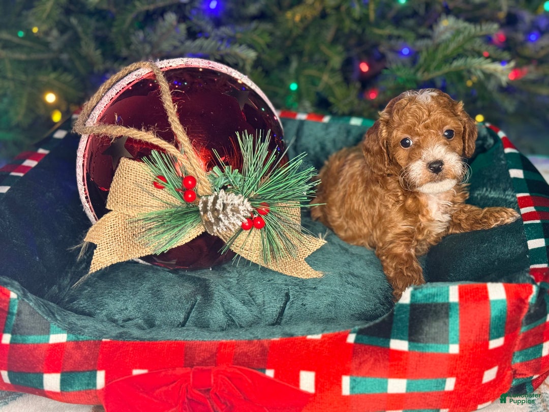 Gallery Image {{count}}