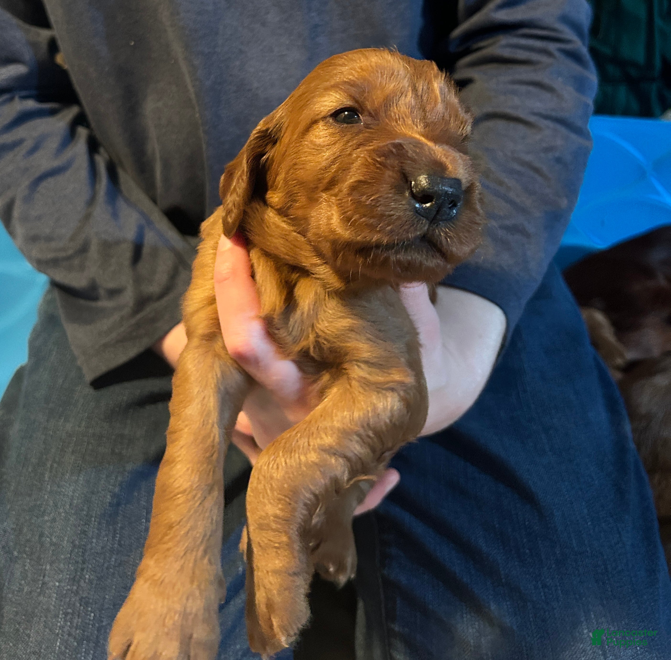 Irish Setter dogs Irish Setter Puppy 4 - Ad 11