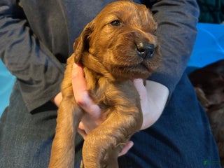 Irish Setter dogs Irish Setter Puppy 4 - Ad 11