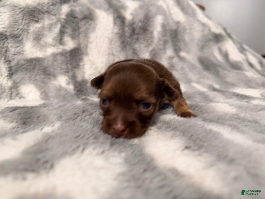 Chihuahua dogs for sale: Bert - Ad 3
