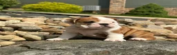 English Bulldog dogs for sale: Luna - Ad 7