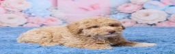 Aussiedoodle dogs for sale: Sally - Ad 5