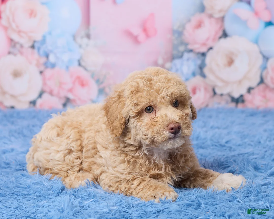 Aussiedoodle dogs for sale: Sally - Ad 5