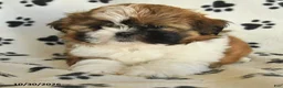 Shih Tzu dogs for sale: Rachel - Ad 3