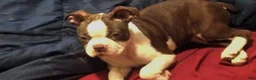 Boston Terrier dogs for sale: Sally O'Malley - Ad 1