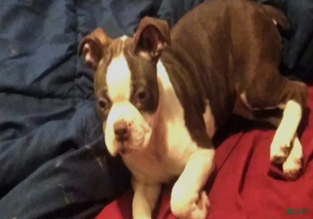 Boston Terrier dogs for sale: Sally O'Malley - Ad 1