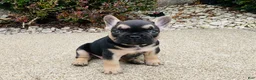 French Bulldog dogs for sale: Asher - Ad 6