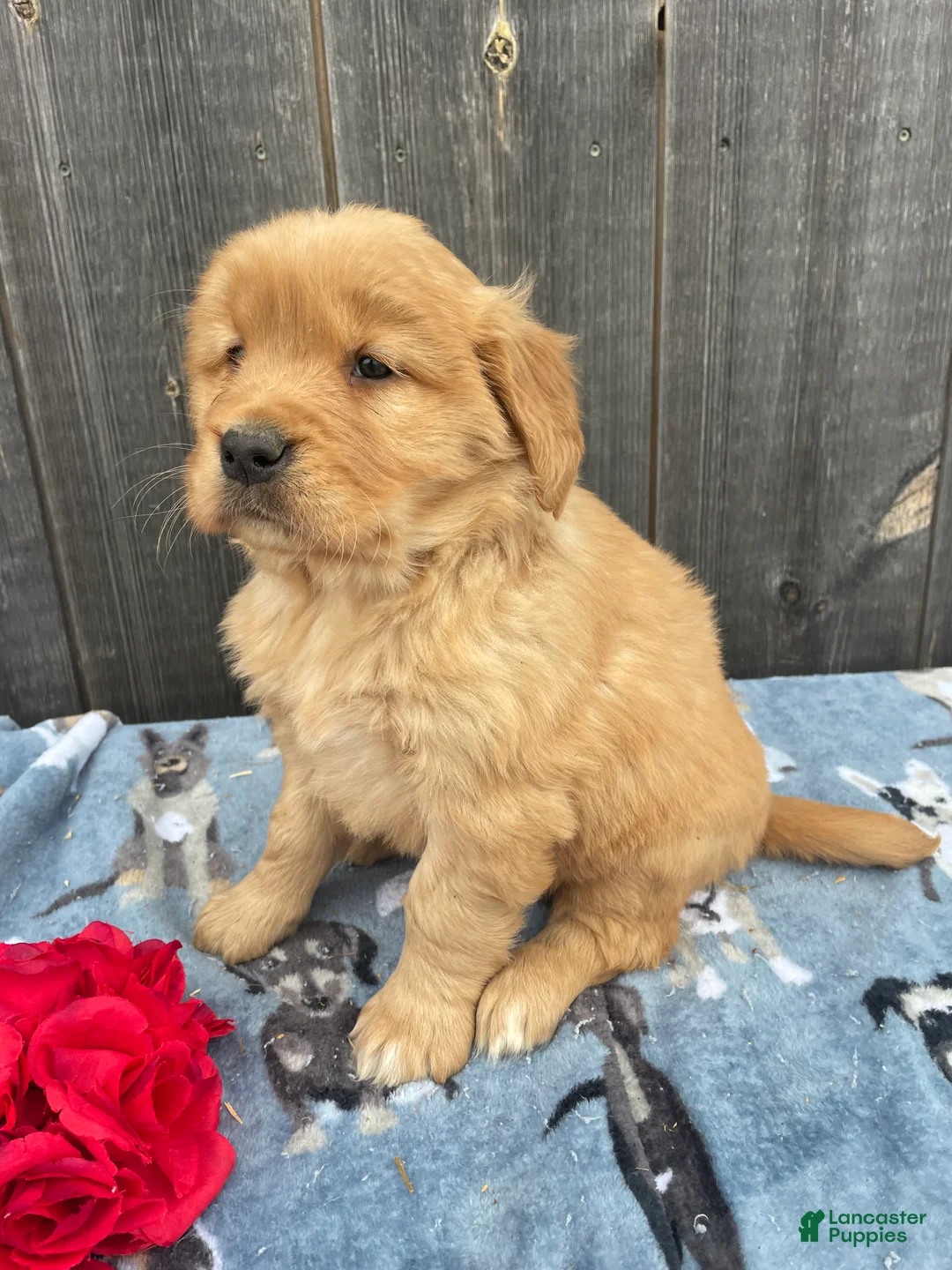 Golden Retriever dogs for sale: Lucy - Ad 2