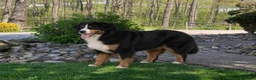 Mini Bernedoodle dogs for sale: Bristol Video ad  - Ad 7