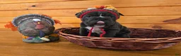 French Bulldog dogs for sale: Grace - Ad 5