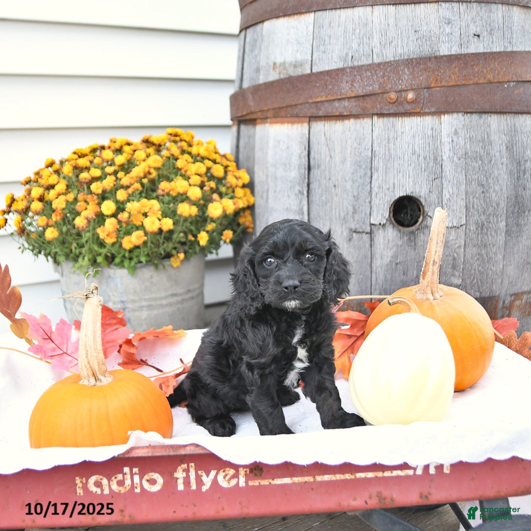 Cockapoo dogs for sale: Chloe - Ad 9