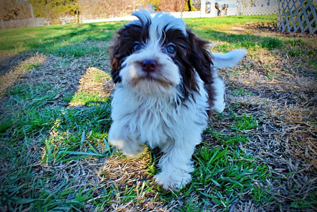 Havapoo dogs for sale: Simon - Ad 21