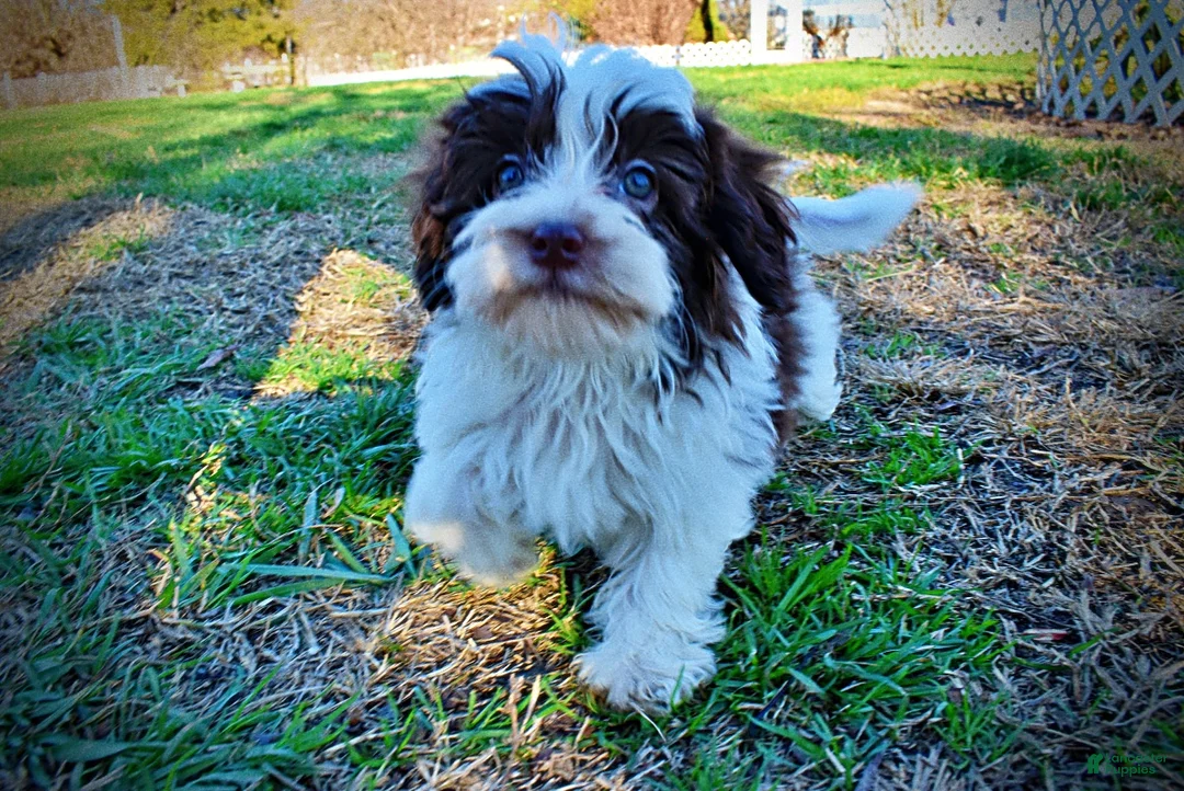 Havapoo dogs for sale: Simon - Ad 22