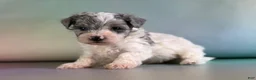 Maltipoo dogs for sale: Marlow - Ad 5