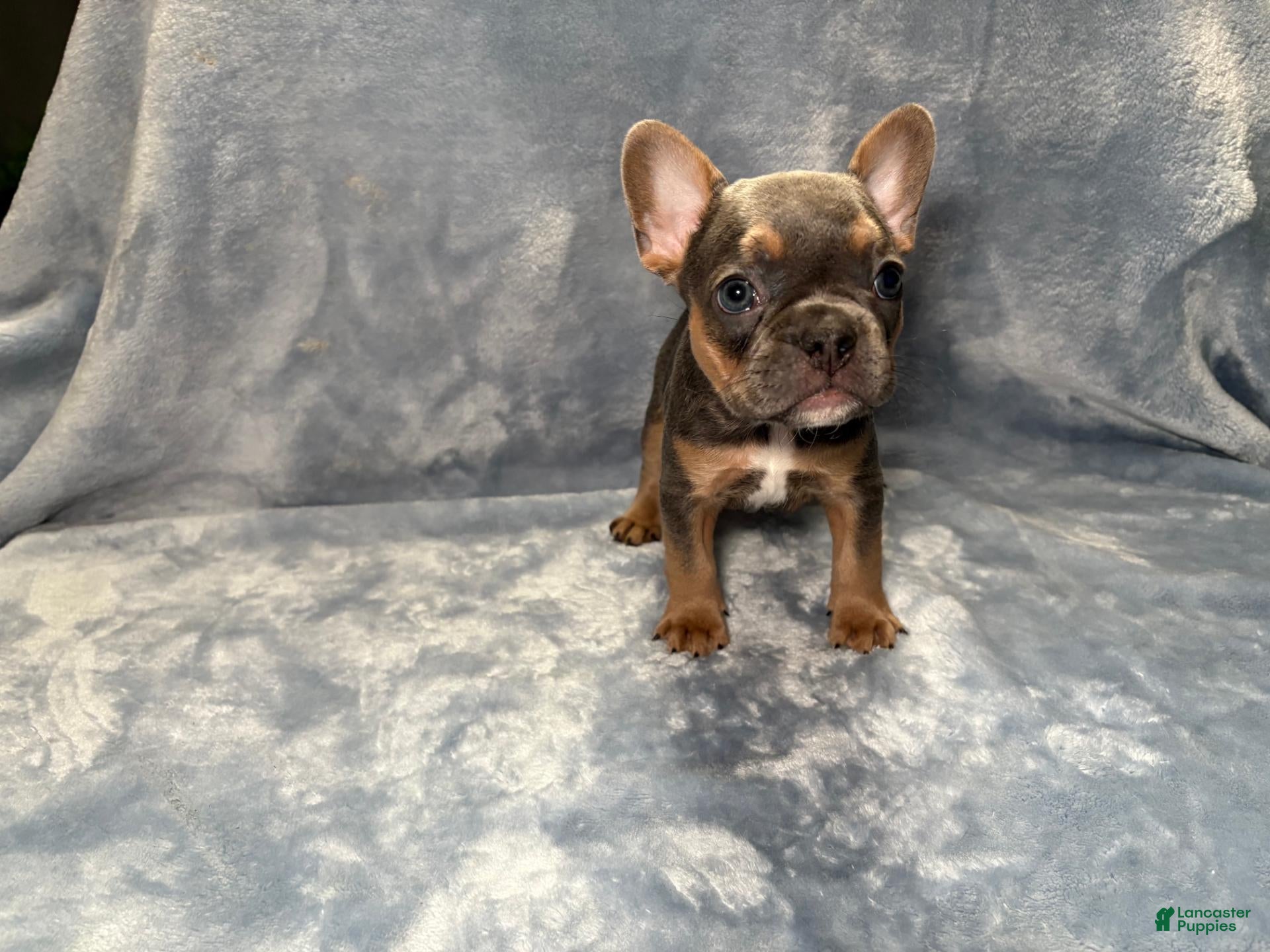 French Bulldog dogs Bubba - Ad 5