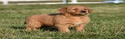 Golden Retriever dogs for sale: Taffy       Genetic/OFA - Ad 4
