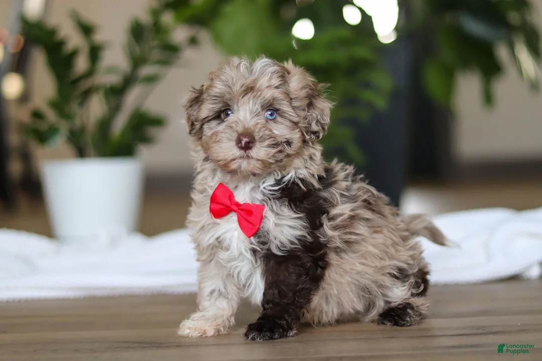 Havapoo dogs for sale: Zuma - Ad 2