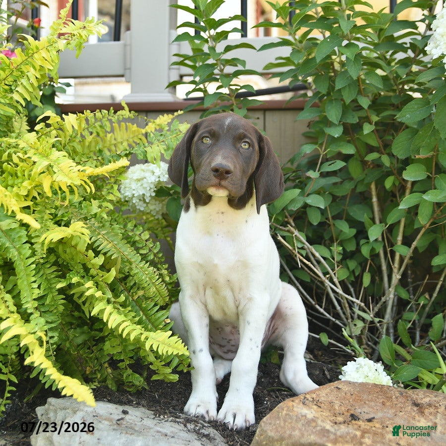 German Shorthaired Pointer dogs Jade  - Ad 2
