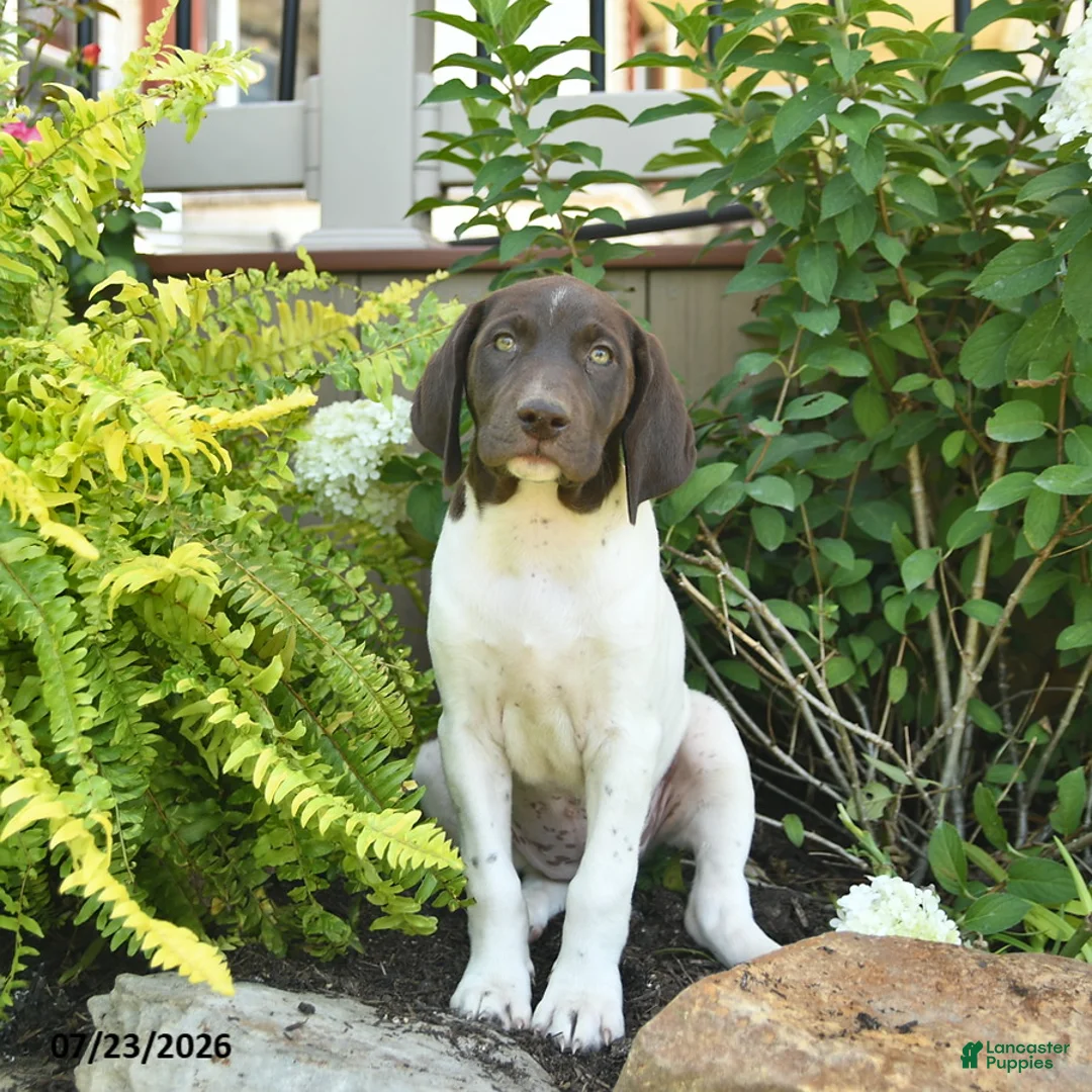 German Shorthaired Pointer dogs for sale: Jade  - Ad 2