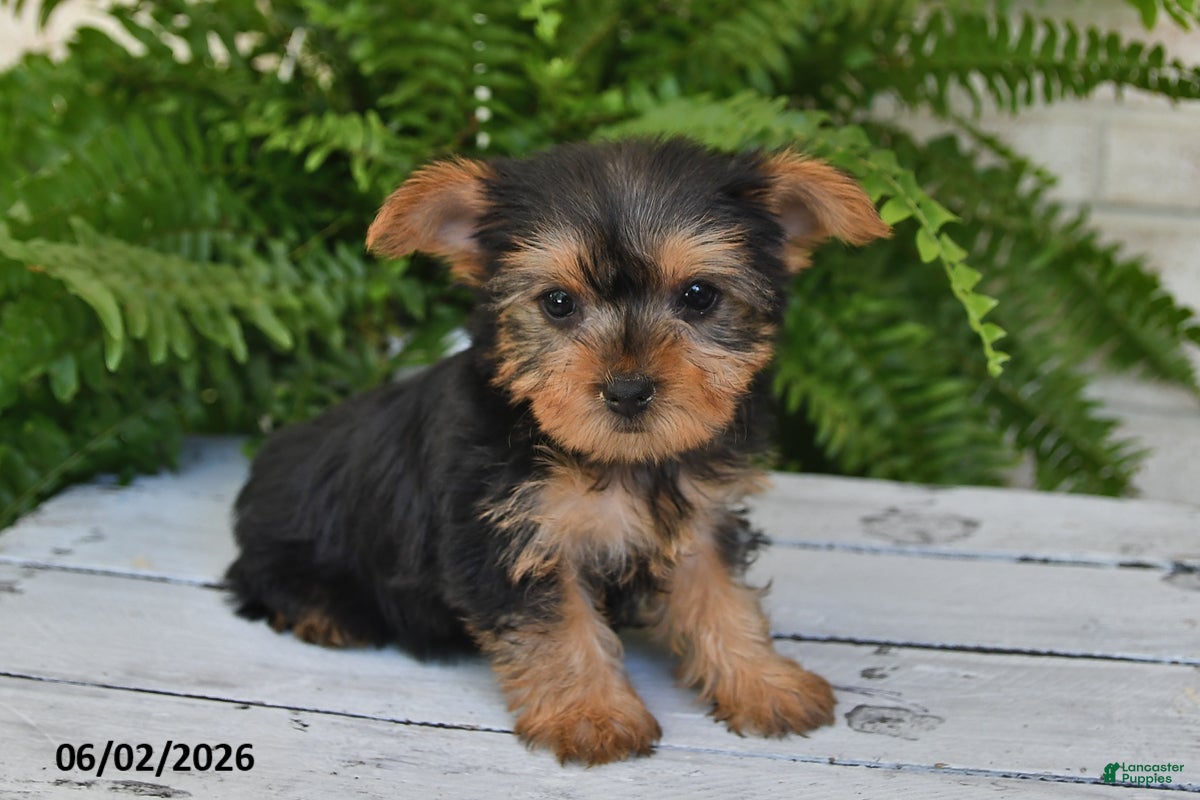 Yorkshire Terrier dogs for sale: Muffin - Ad 1