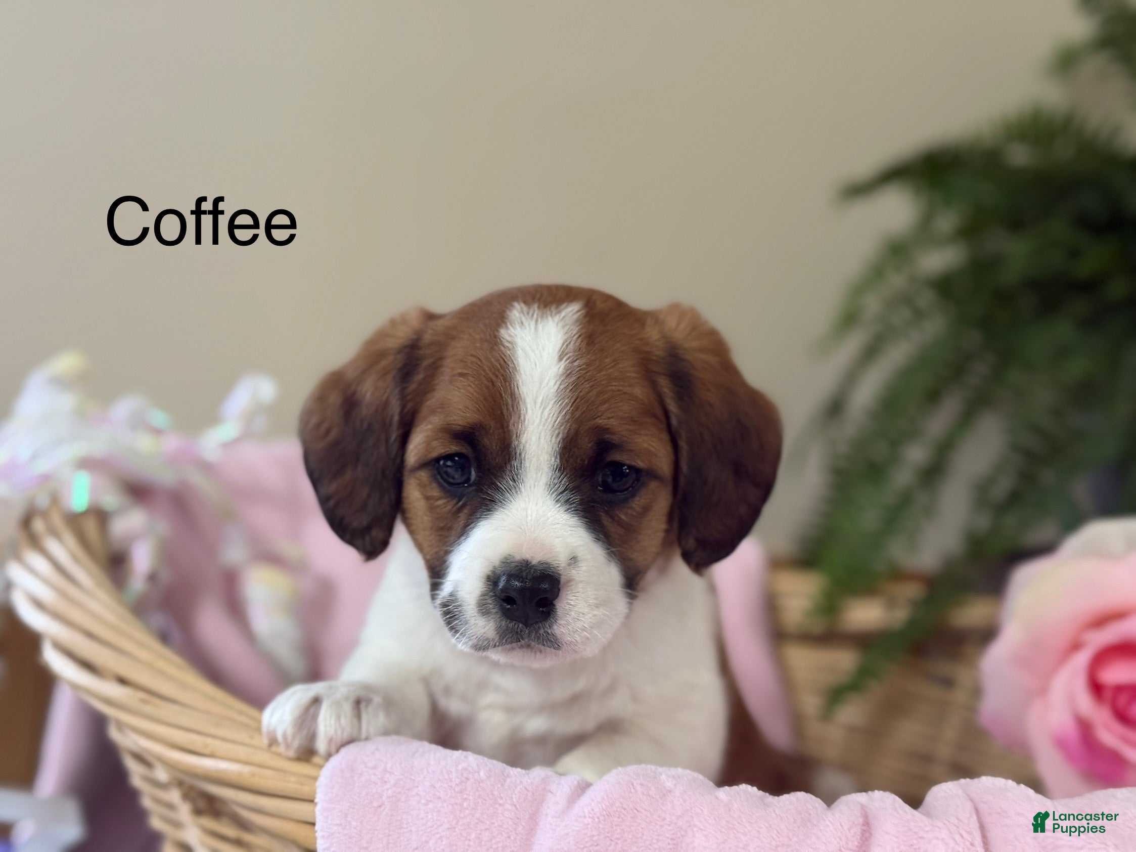Mixed Breed dogs Coffee - Ad 11