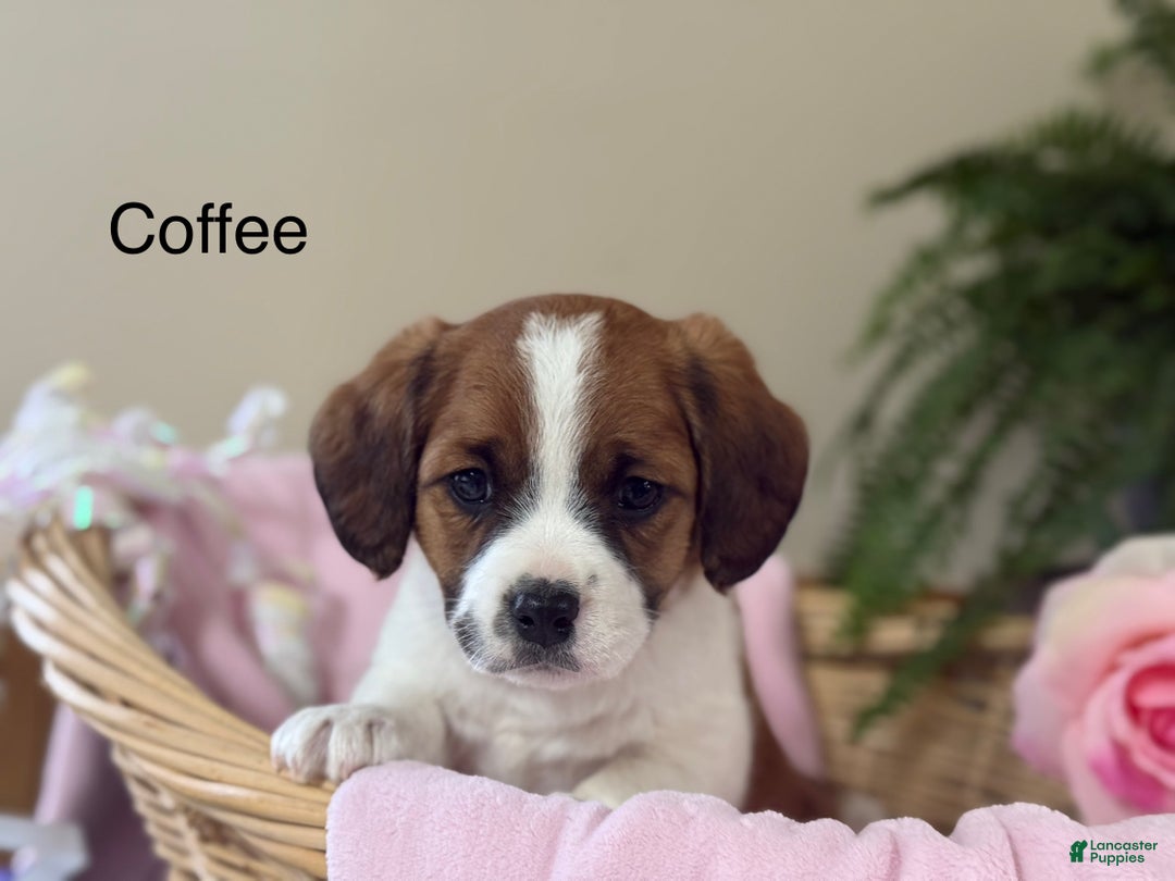 Mixed Breed dogs for sale: Coffee - Ad 1