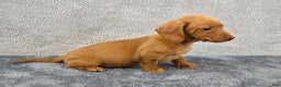 Miniature Dachshund dogs for sale: Cooper  - Ad 6