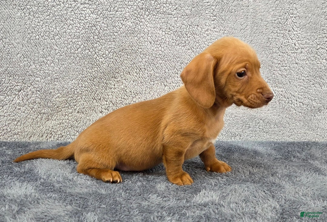 Miniature Dachshund dogs for sale: Cooper  - Ad 6
