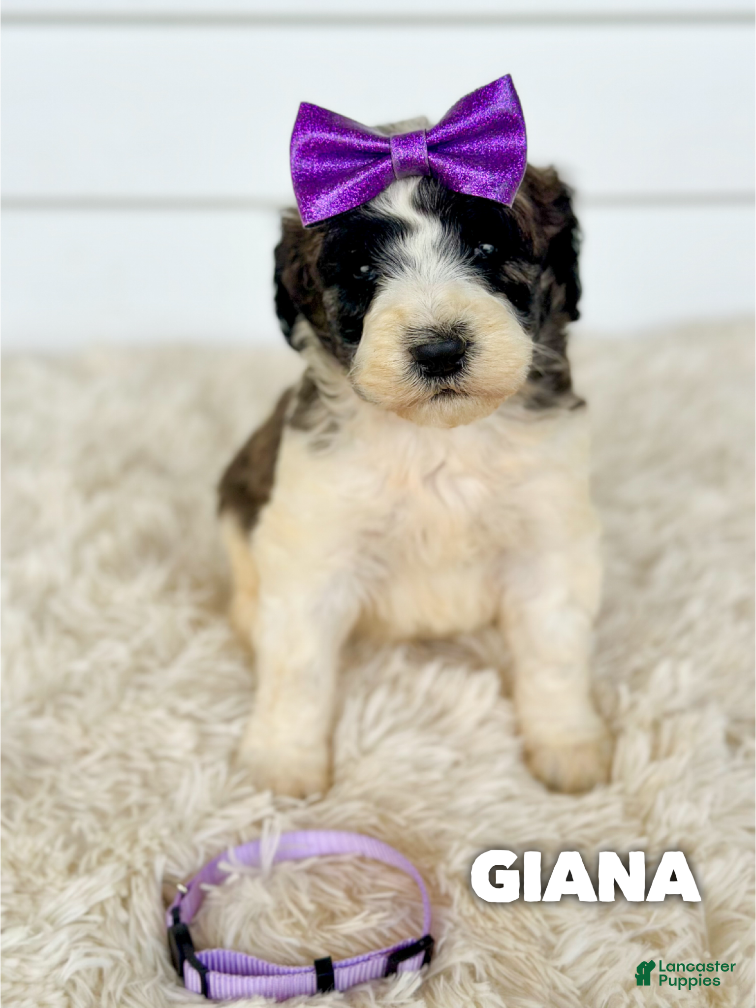 Giana (Saint Berdoodles, Female) in Columbia City, IN