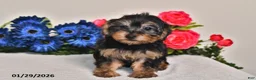 Yorkiepoo dogs for sale: Cassidy - Ad 2