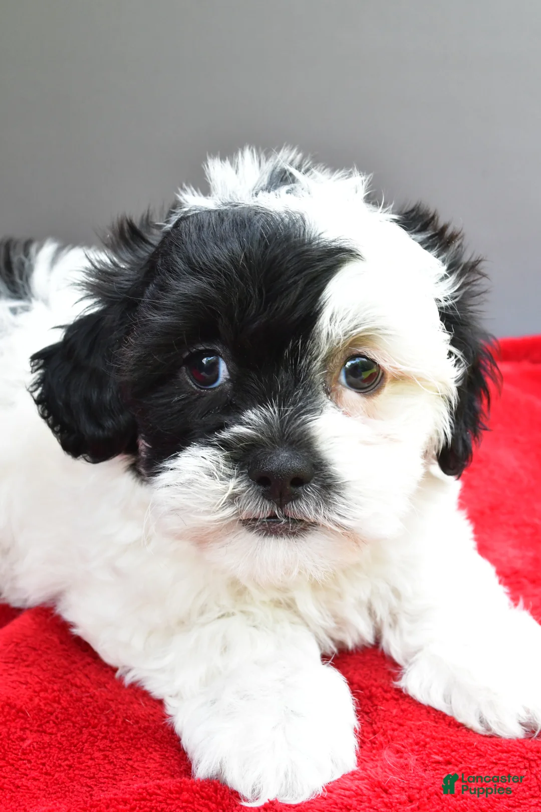 Teddy Bear dogs for sale: Bella - Ad 6