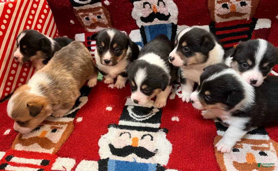 Welsh Corgi Pembroke dogs for sale: Welsh Corgi Pembroke Hammy - Ad 2