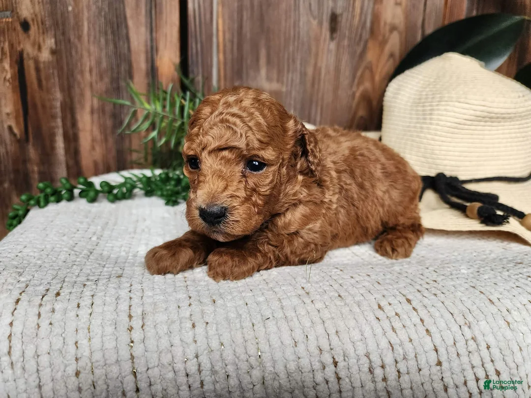 Mini Bernedoodle dogs for sale: Blake - Ad 2