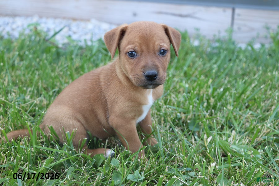 Mixed Breed dogs Tanner - Ad 1