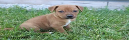 Mixed Breed dogs for sale: Tanner - Ad 1