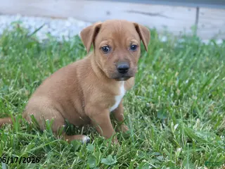 Mixed Breed dogs for sale: Tanner - Ad 4