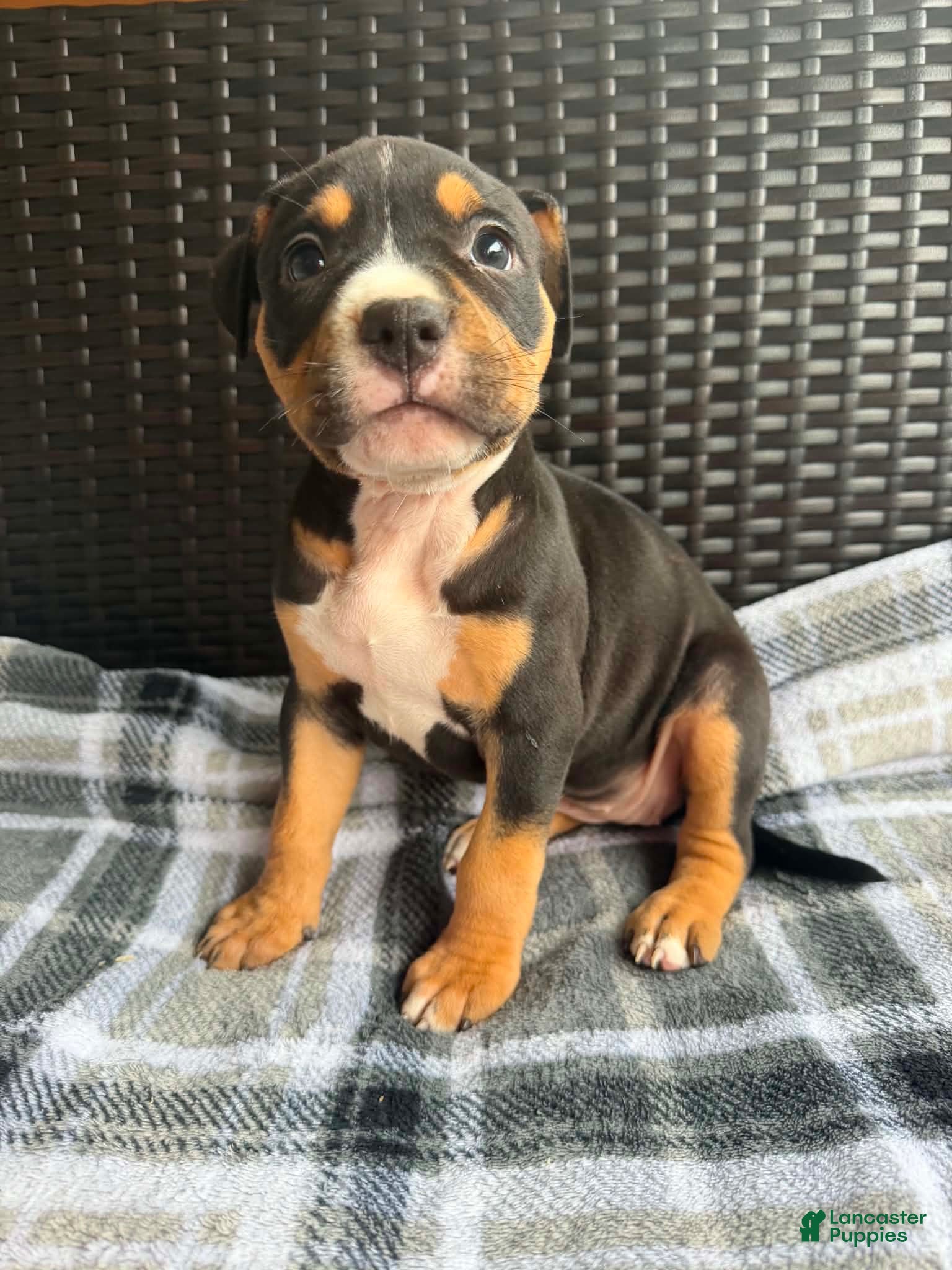 American Bully dogs American Bully 3 - Ad 1