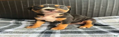 American Bully 3
