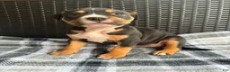 American Bully dogs for sale: American Bully 3 - Ad 1