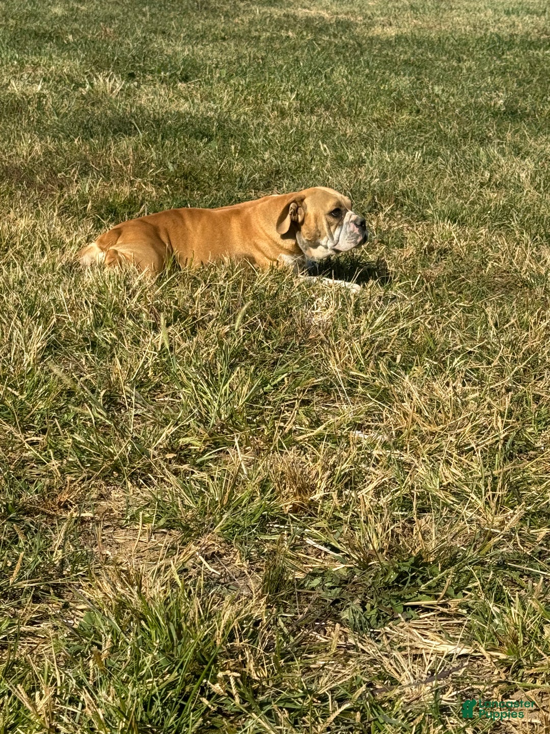 English Bulldog dogs for sale: Zeke - Ad 10