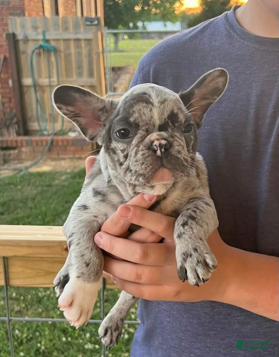 French Bulldog dogs for sale: Jaspee  - Ad 1