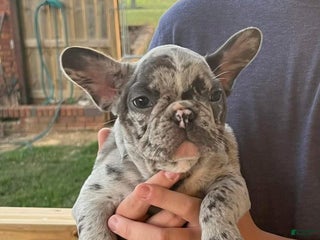 French Bulldog dogs Jaspee - Ad 7