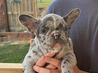 French Bulldog dogs Jaspee - Ad 4