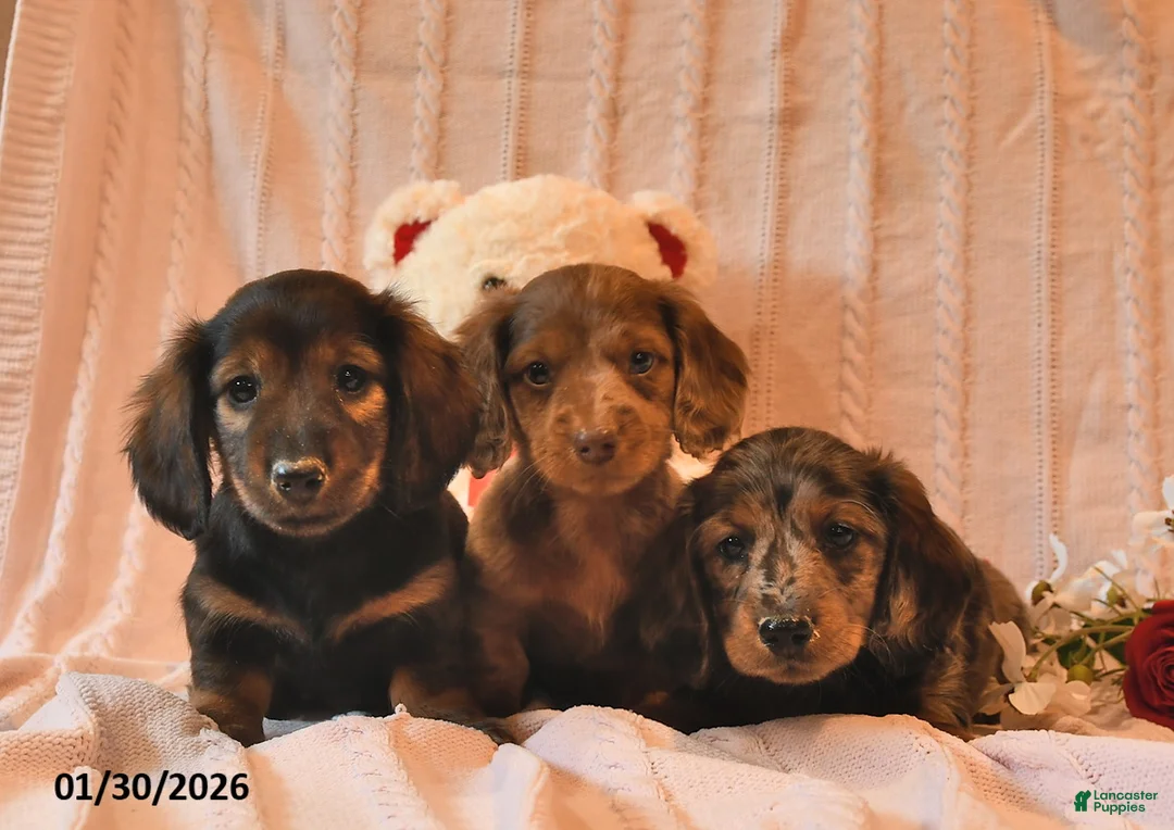 Miniature Dachshund dogs for sale: Hayes  - Ad 5